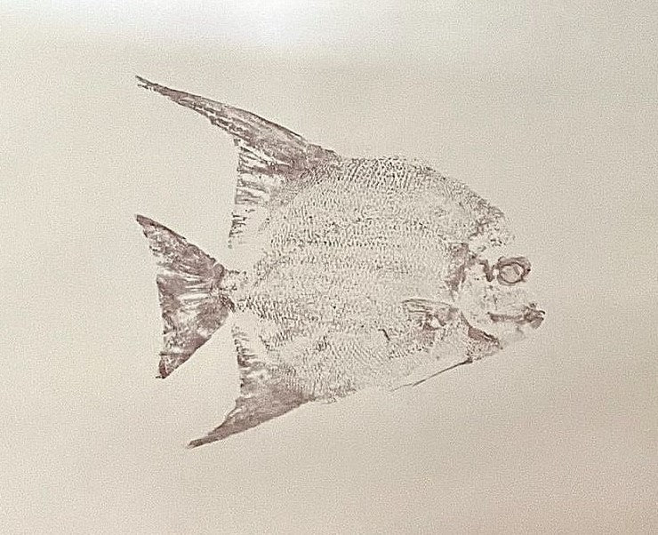 Spade Fish Line Drawing Spade Fish – PaperFin